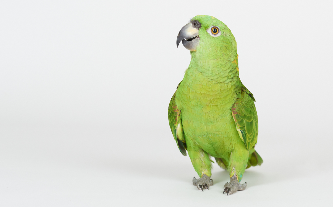 Do Parrots Make Good Pets?